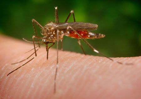 Asiatische Buschmücke Aedes japonicus nach einer Blutmahlzeit, © Foto: James Gathany/CDC