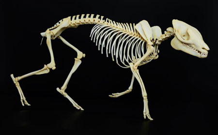 Skelett vom "Messeler Urpferd", Propalaeotherium voigtii, rekonstruiert aus den computertopographischen Daten des Fossils, Foto: Wolfgang Fuhrmannek, HLMD