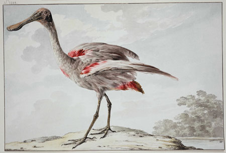 Aert Schouman (1710–1792) Ein Rosalöffler (Platalea ajaja), um 1760 1780 Wasserfarben, über schwarzem Stift, auf Büttenpapier 251 × 375 mm Städel Museum, Frankfurt am Main Foto: Städel Museum – U. Edelmann