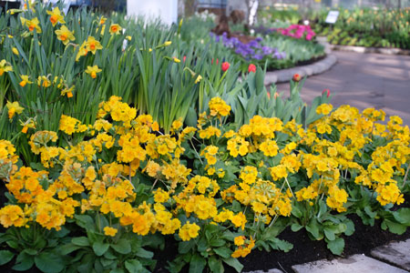 Ab dem 9. Februar 2023 hält im Palmengarten der Frühling Einzug: Knapp sechs Wochen vor dem kalendarischen Frühjahrsbeginn strahlt die Galerie am Palmenhaus bereits in den bunten Farben tausender Tulpen, Narzissen, Krokusse, Hyazinthen und Primeln. © Foto Diether von Goddenthow