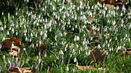 Schneeglöckchen-Wiesen im Frankfurter Palmengarten. © Foto Diether von Goddenthow