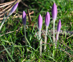 Auch die Elfenkrokusse stehen kurz vor der Blüte.© Foto Diether von Goddenthow