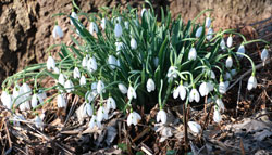Schneeglöckchen heißen in Frankreich Schneedurchstecher © Foto Diether von Goddenthow