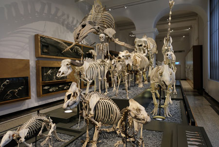 Impression aus der naturhistorischen Abteilung im Landesmuseum Darmstadt . © Foto Diether von Goddenthow