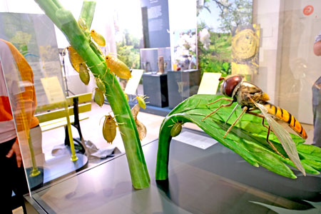 Das Modell einer Hainschwebfliege ist der Blickfang in der Sonderausstellung Stadt-Insekten - Frankfurts kleine Helfer" vom 29. September 2023 bis 1. Dezember 2024 im Senckenberg Naturmuseum. © Foto Diether von Goddenthow