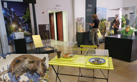 Ein wenig augenzwinkernd haben die Ausstellungsmacher hier Wespen in zwei Aktionen "serviert", einmal die Wespe als Aasfresser, die sich über einen Mäusekadaver hermacht, und zum anderen als für Ausflugsgäste lästiger Schnitzel-Gourmet. © Foto Diether von Goddenthow