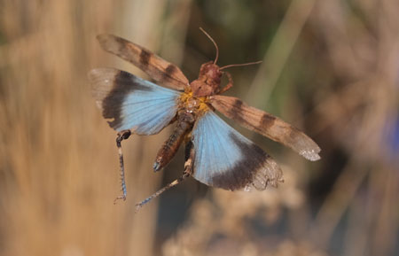 Hat sich rasch in unwirtlichen Brachflächen Frankfurts angesiedelt: Blauflügelige Ödlandschrecke (Oedipoda caerulescens): wunderschön, wenn sie ihre hellblauen Flügel öffnet. © Foto Diether von Goddenthow