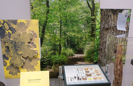 "Alte Wildnis" wo der Heldbock und viele andere Insekten krabbeln. © Foto Diether von Goddenthow